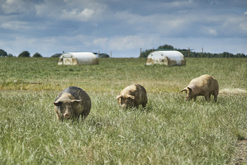organic free range pigs in a field