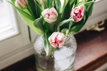 Bright pink and white tulips flowers