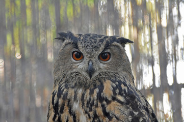 Detail face portrait of bird, big orange eyes and bill, Eagle Owl, Bubo bubo