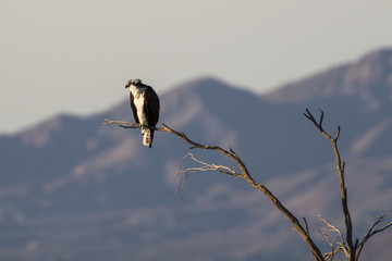 Bird osprey at tree perch at the Salton Sea in the California desert