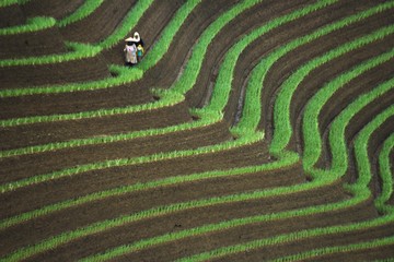 Onion Plantation