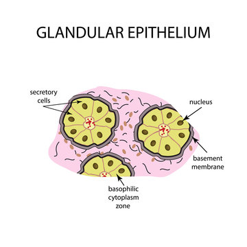 The structure of the glandular epithelium. Infographics. Vector illustration on isolated background