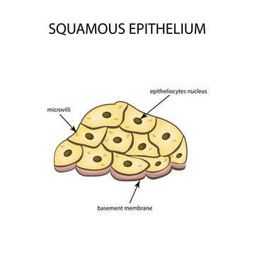 The structure of the squamous epithelium. Infographics. Vector illustration on isolated background