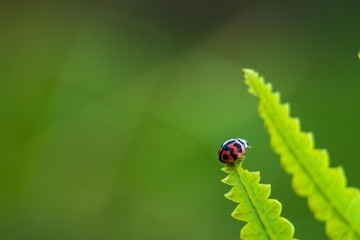 Ladybug macro