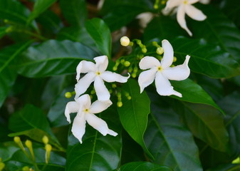 White flowers. Bush. Thailand.