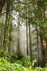 Evergreen jungle forest after rain. Natural misty background. Bali, Indonesia.