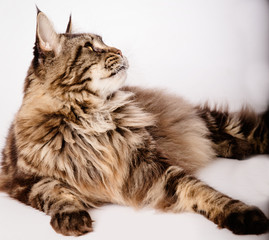 Chat Maine coon 