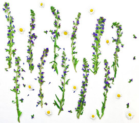 Frame with field flowers and chamomile on white