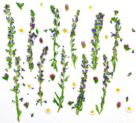 Frame with field flowers clover and chamomile on white