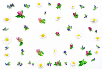 Fototapeta na wymiar Frame with field flowers clover and chamomile