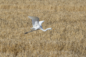 Bird large egret launching at the Salton Sea