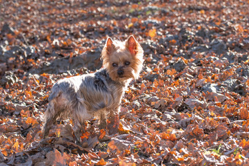 Small yorkshire terrier among the fallen autumn leaves