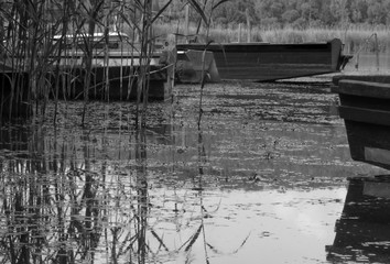 Old fishing boats behind the reeds, black and white