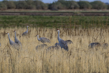Birds sandhill crane flock migrate at the Salton Sea nature preserve in the California desert