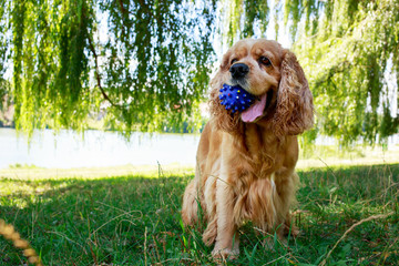 dog breed American Cocker Spaniel