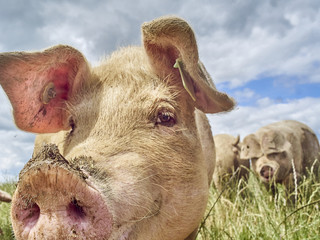 organic free range pigs close up