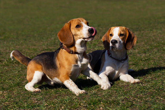 dogs breed beagle