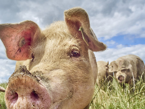 Organic Free Range Pigs Close Up