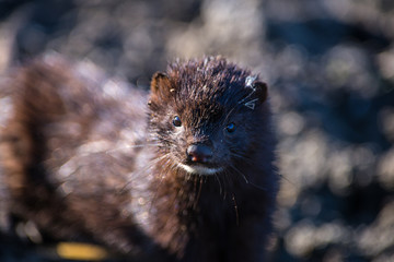 Wild american mink in leaves of water lily