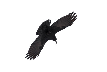 Graceful raven in fly spread it's wings against white background