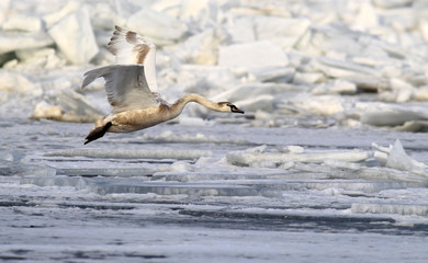 Swan flying over frozen river Danube covered with snow, in Belgrade, Zemun, Serbia.
