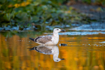 Fototapeta premium River gull on a golden water in autumn