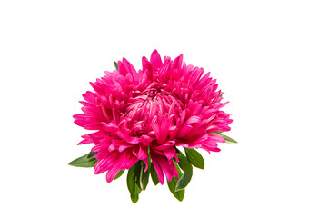 aster flower