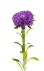 Naklejka premium aster flower