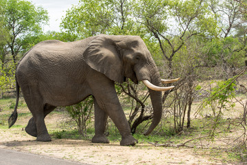Big elephant feeding from a tree