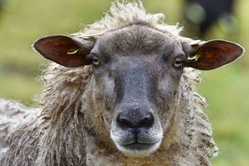 Sheep close up