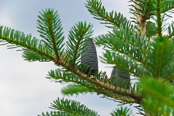 Branch of Korean fir (Abies koreana) with a green cone