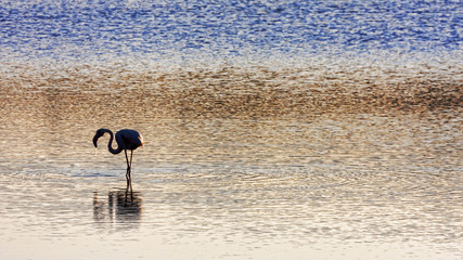 Fototapeta na wymiar Flamingo in the salt marshes of San Pietro's island - Italy