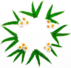 Wreath of chamomile and leaves of green fern