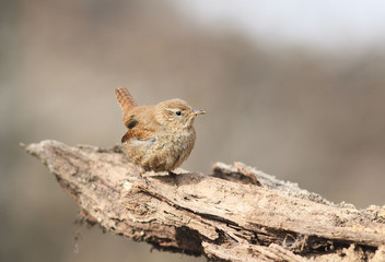 bird Wren sitting on the root of the tree in the spring in the w