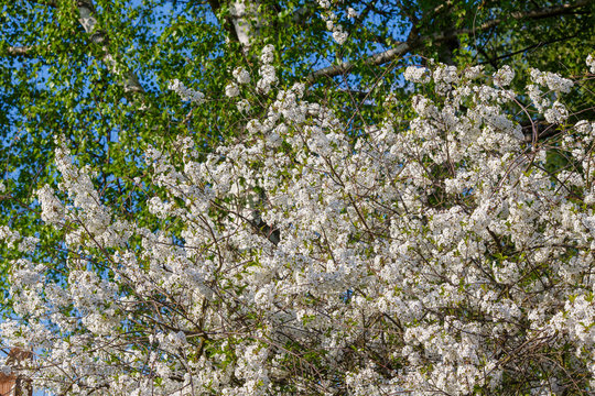 Цветущая яблоня весной