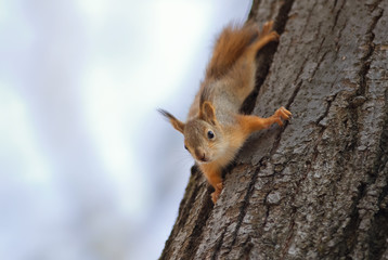 cute funny little squirrel fun crawling on a tree in the Park