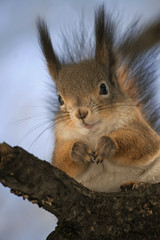 Naklejka na ściany i meble cute funny squirrel sitting on a tree in the Park