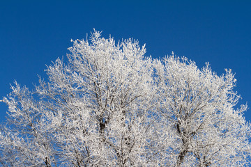 close up of tree branches in winter