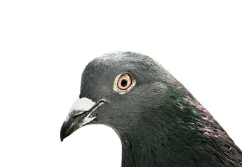 portrait of a grey bird dove close-up on white isolated backgrou