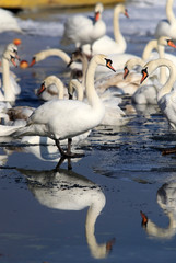 Group of Swans standing on the ice covered River Danube at Zemun in the Belgrade Serbia.