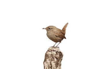 bird Wren sitting on the root of the tree in the spring in the f