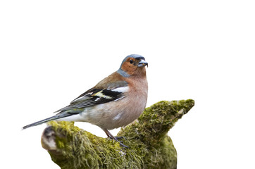 the bird is a Finch standing on a branch with moss on a white is