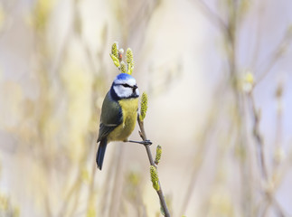tit sitting on a branch of pussy willow in early spring