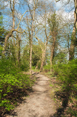 Fototapeta premium Springtime trees and walks in the British countryside.