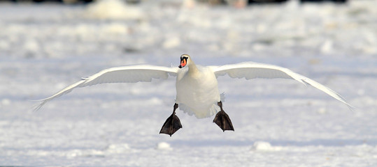 Swan landing on the ice of a frozen river Danube, in Belgrade, Zemun, Serbia.