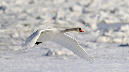 Swan flying over frozen river Danube covered with snow, in Belgrade, Zemun, Serbia.