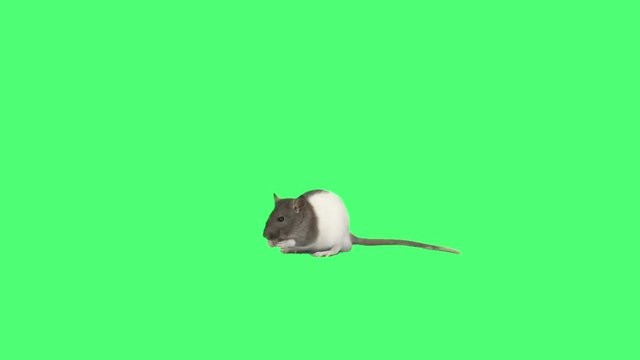 rat washes on the green screen