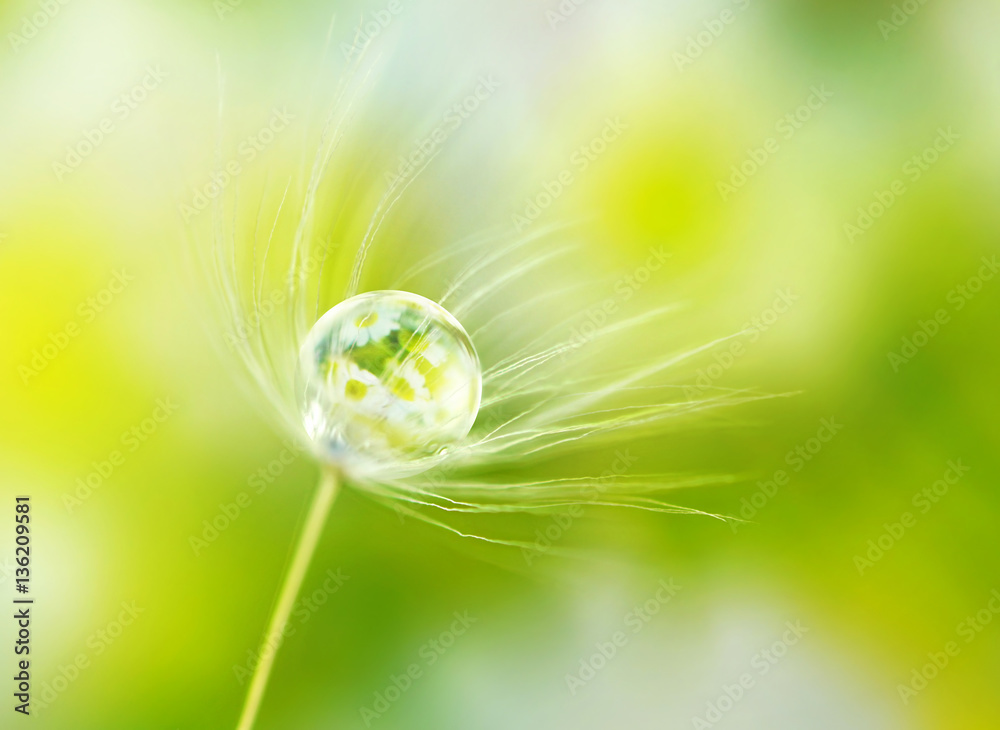 Leinwandbilder rain drop dew on a dandelion seed in the wind with reflection of flowers daisies on a meadow outdoor