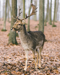 A male of fallow deer with grate antlers in the autumn oak forest.