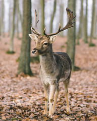 Naklejka na ściany i meble A male of fallow deer with grate antlers in the autumn oak forest.